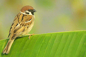 bird, House Sparrow, banana leaf, image