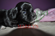 minha cachorrinha marilyn