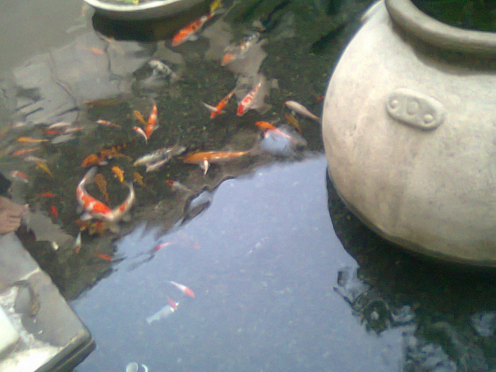 Filter Kolam Koi: Filter Kolam Koi