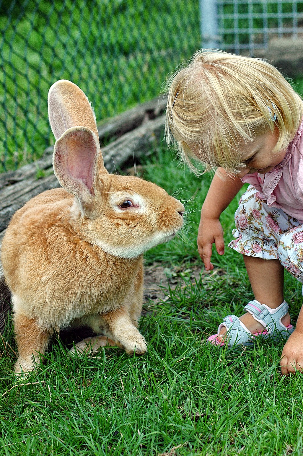 Кролик ребенку 4 лет. Кролик для детей. Кролик детишки. Крольчата малыши. Фотосессия с кроликом дети.