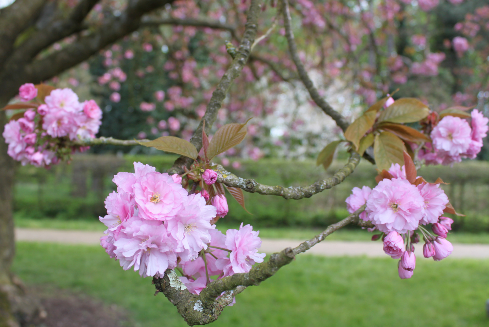 Hanami au Parc de Sceaux