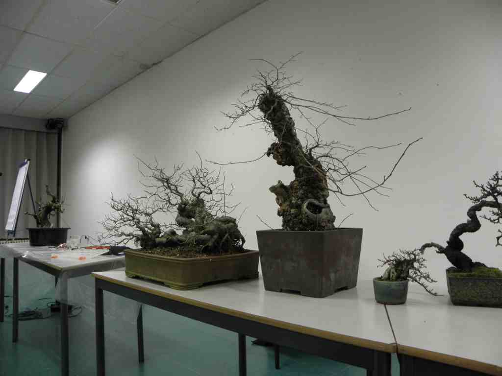 wildwoodbonsai Bonsai Association Belgium 2012