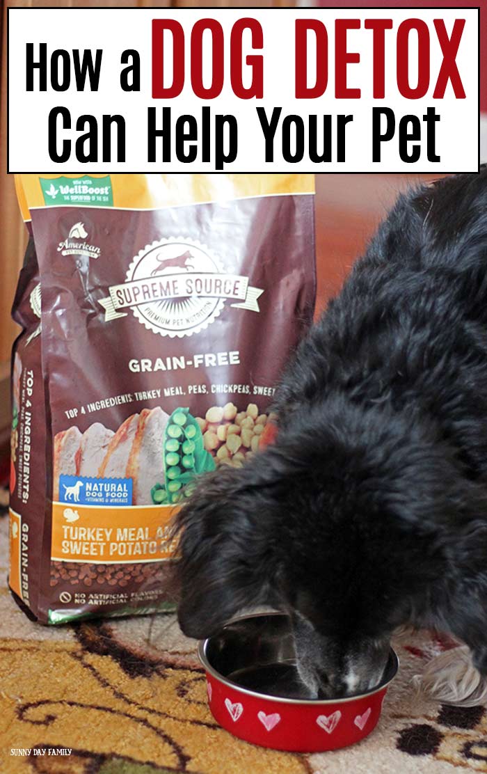 How a Dog Detox Can Help Your Pet Sunny Day Family