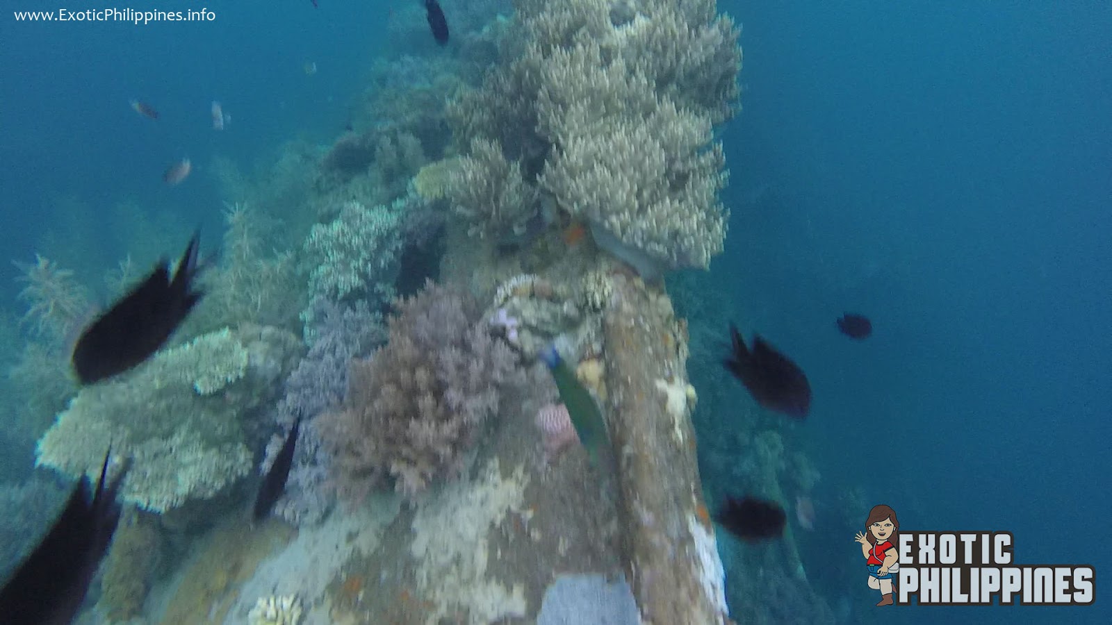 Snorkeling Above the Lusong Gunboat Shipwreck of Coron Palawan Exotic Philippines Travel Blog