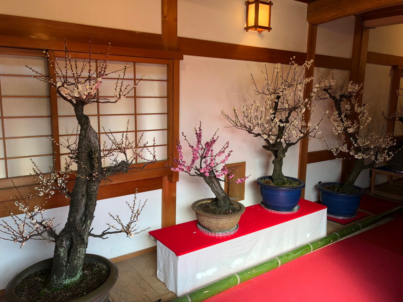 Move On 旅食 奈良 大和郡山郡山城跡旁盆梅展