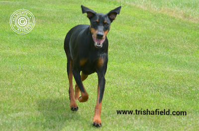 Black/rust Doberman with natural ears