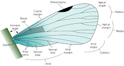 wing fly butterfly structure wings bird structures insect analogy trojan cell would birds dovetailed horse development able were he homology