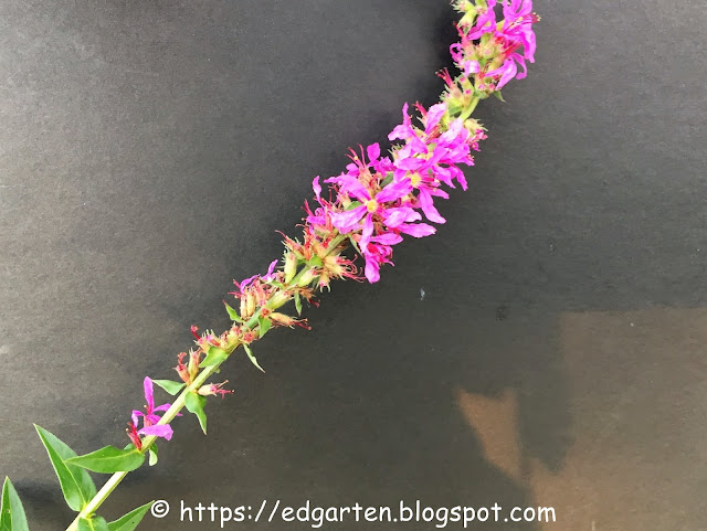 Kräuter im Schrebergarten Blutweiderich