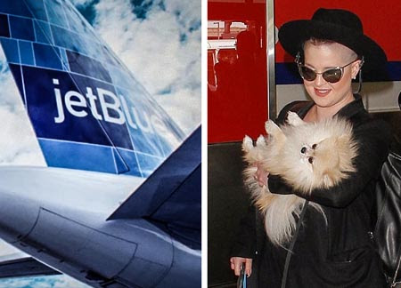 jetblue service animal
