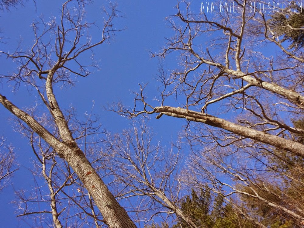 Twisted branches against a blue sky in Middlesex Fells Reservation