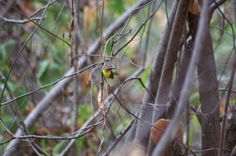 Chestnut-capped Warbler