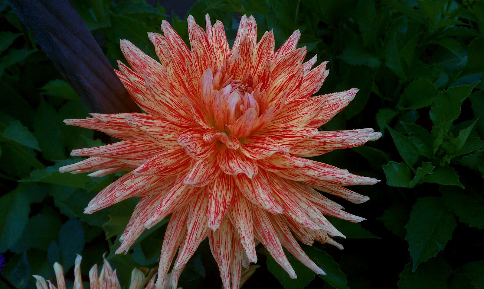 Hoogasian Flowers It's Dahlia Season (all photos in this post taken at