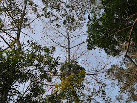 flowers in a Red silk-cotton (Bombax ceiba, kapot) tree