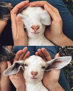goat images