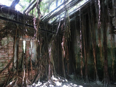 Banyan Tree and A Warehouse at Anping Tree House Tainan