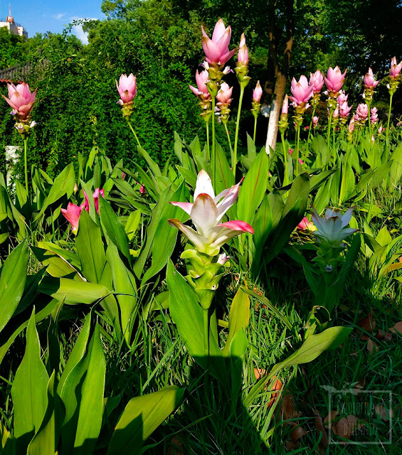 Kurkuma wąskolistna (Curcuma alismatifolia) - ostryż wąskolistny, ozdomne odmiany, ozdobna kurkuma, rośliny dekoracyjne w domu, uprawa, ciekawe odmiany, ciekawostki, interesujące rośliny egzotyczne do uprawy w mieszkaniu. Kimono Rose, Snow White, Chiang Mai Pink. Zingiberaceae, kwiaty, kwiatostan, tulipan
