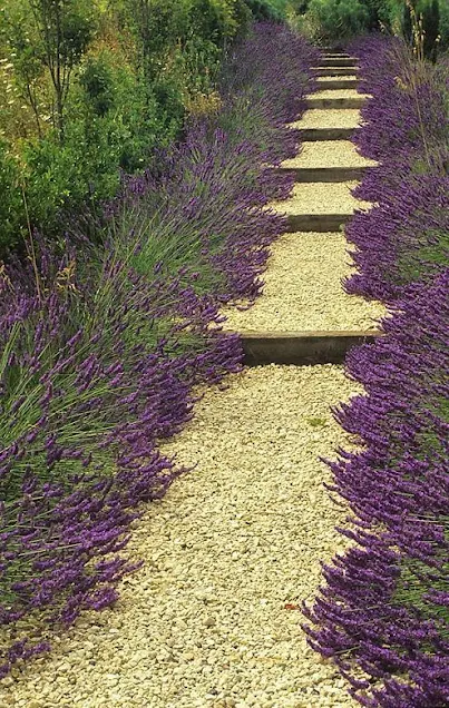 Walkway with lavender