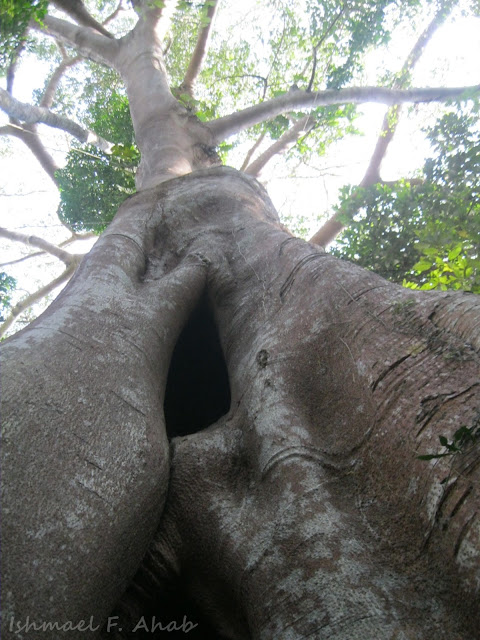 Giant tree of Phukhieo Wildlife Sanctuary, Thailand