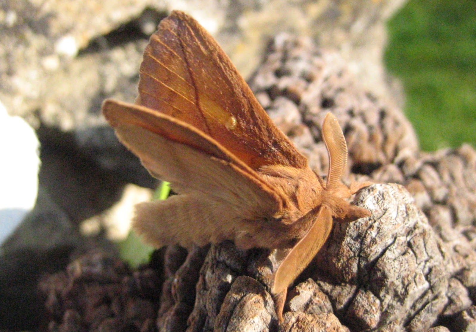 Martin's Moths Drinkingup time
