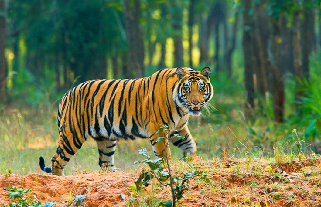 Nature and Wildlife Bangladesh