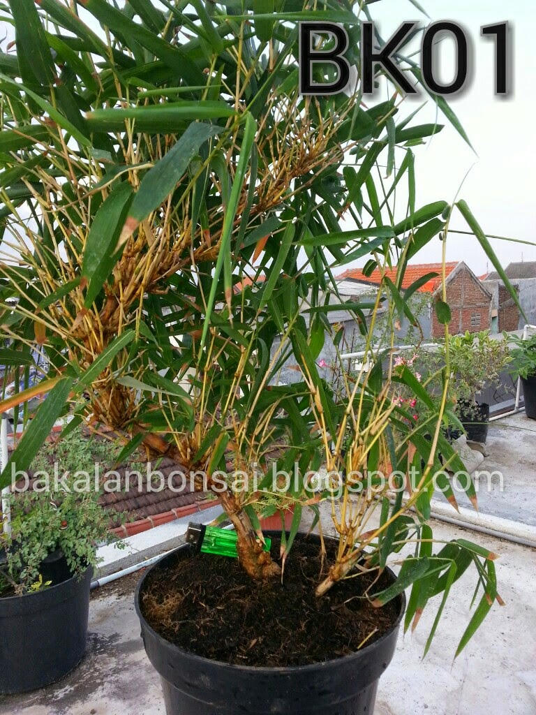 Jual Bakalan Bonsai  Bahan bonsai  dijual