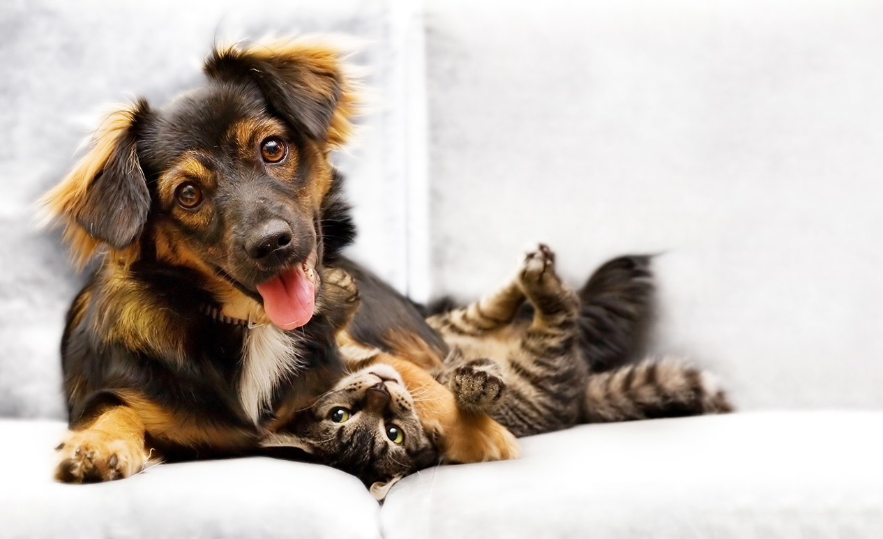 Petbarn ‘Puppy and Kitten of the Year’ Competition Australian Dog Lover