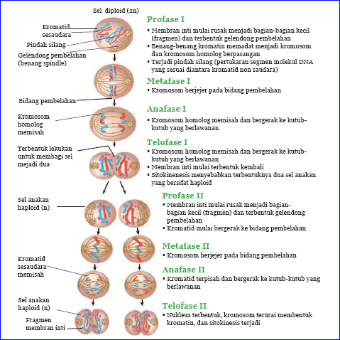 Pengertian Pembelahan Meiosis dan Tahap-Tahap Pembelahan Meiosis