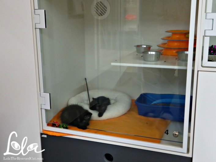 Best Friends Animal Society|Best Friends Pet Adoption Center NYC
