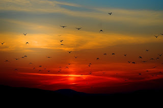 https://pixabay.com/en/sunset-birds-flying-sky-colorful-100367/