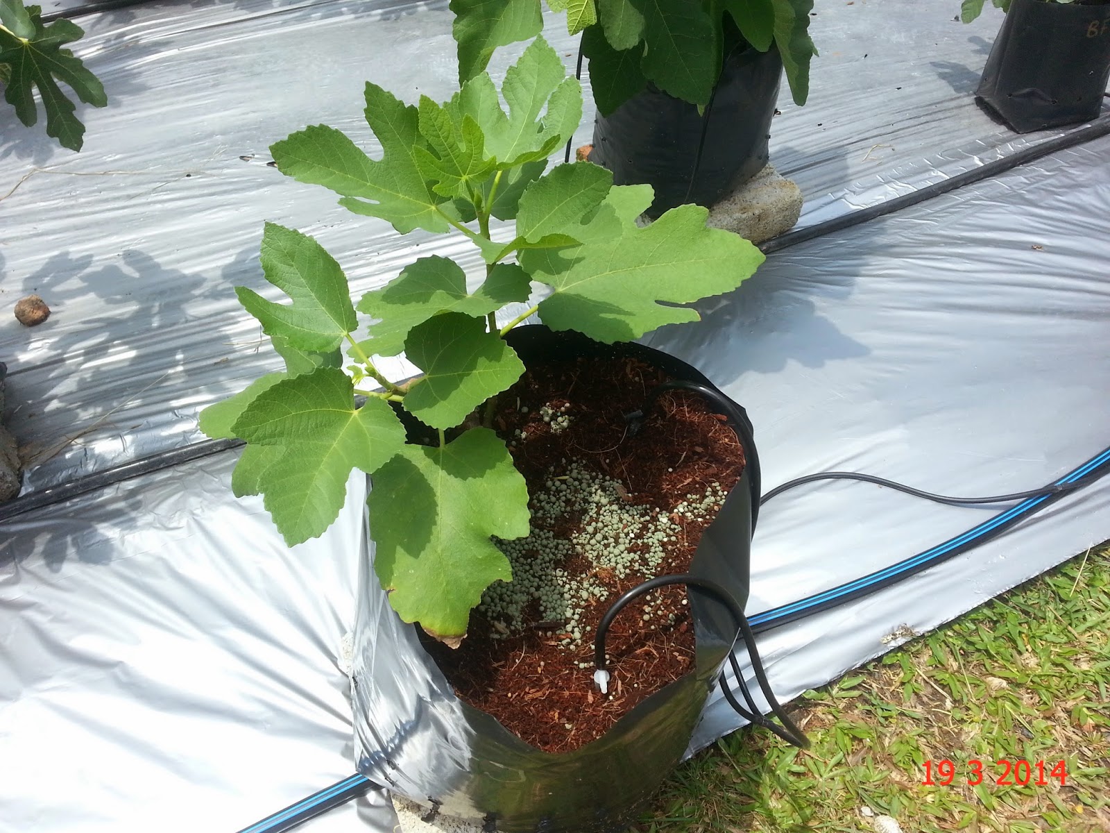 Experimental Farming Fig in Malaysia.