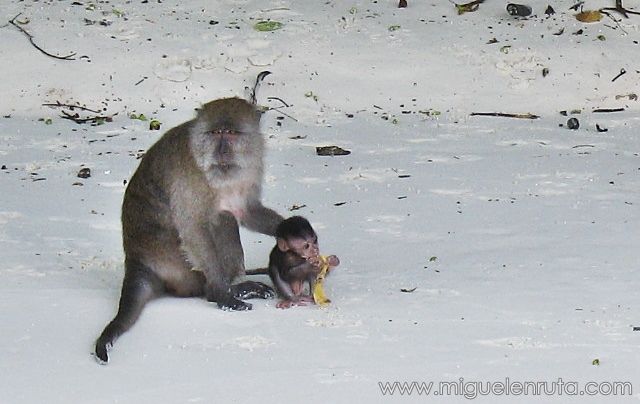 Macaco-cuidando-cría