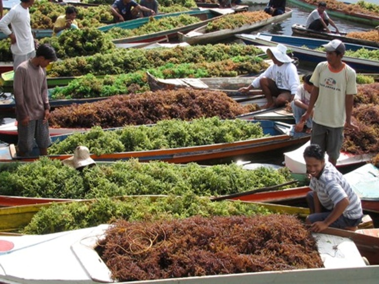 Seaweed Production in Indonesia and Export Activities Indonesia