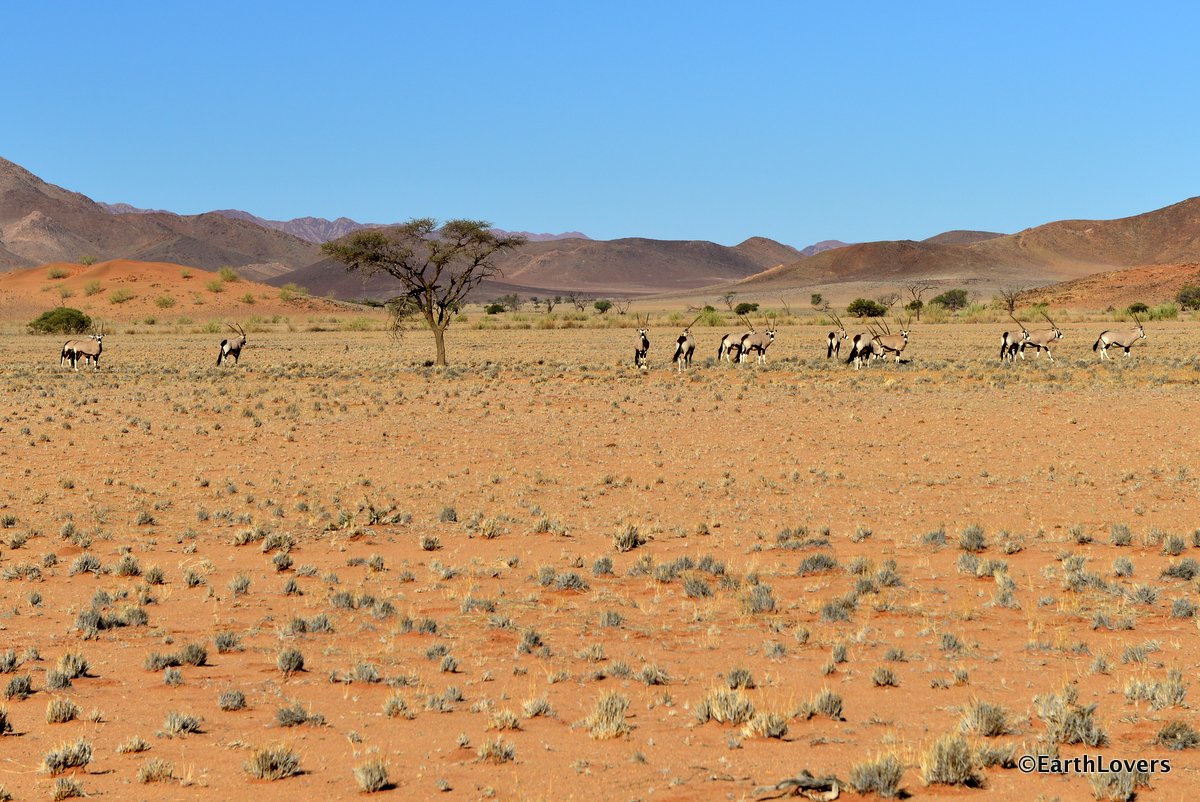 EarthLoversOnTour South of Namibia Dry, Drier, Driest / Südnamibia
