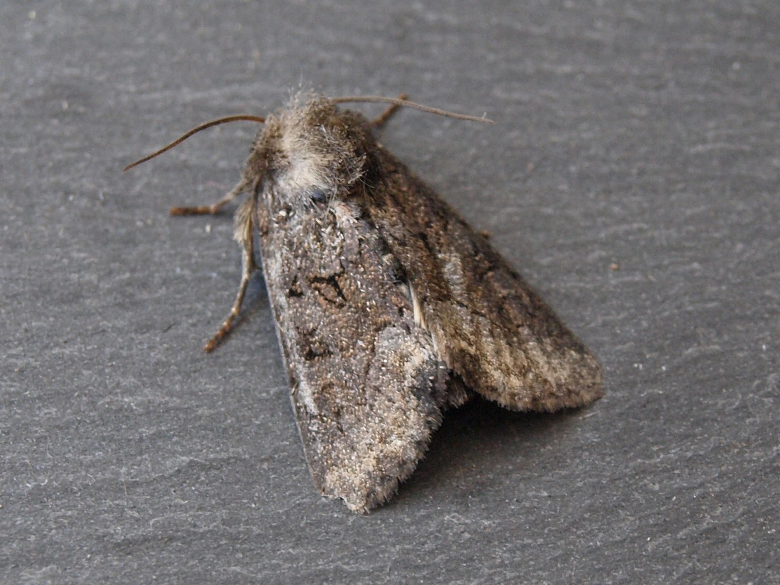 Ragged Robin's Nature Notes More New Moth Species for the Garden