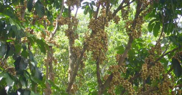 Fruit Trees For Sale: Lanzones