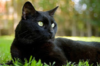 Panzer the cat