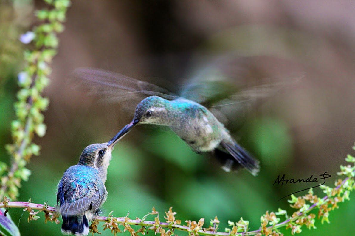 Coloridas criaturas en vuelo ¿Cómo se reproduce un colibrí?