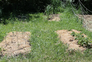 June garden June garden