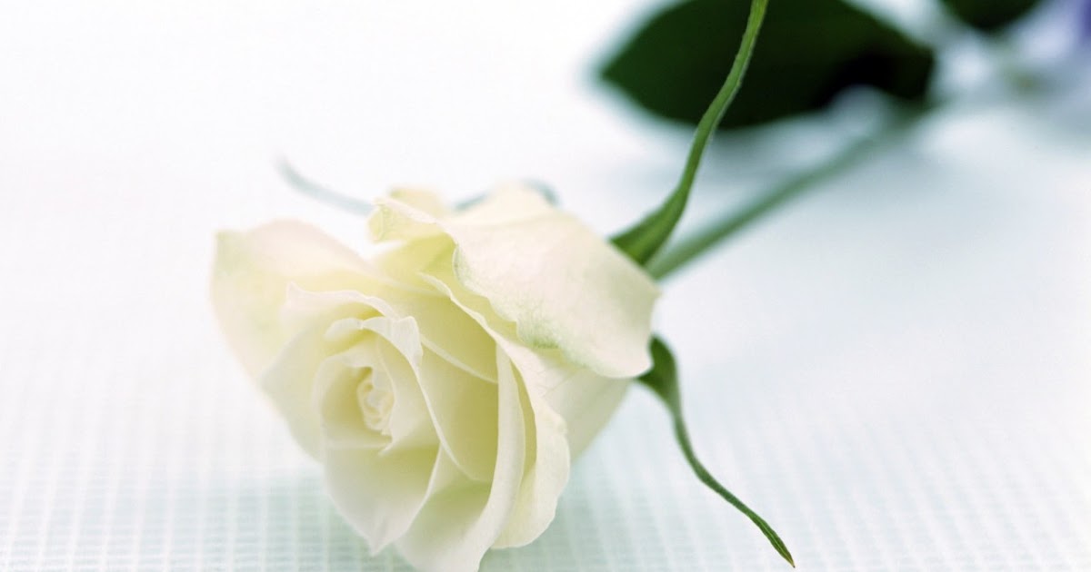 18+ hình ảnh đẹp hoa hồng trắng đẹp nhất thế giới ~ Shop hoa tươi đẹp  Cocina Economica