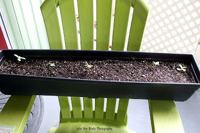 Chianti Hybrid Sunflower Seedlings Chianti Hybrid Sunflower Seedlings