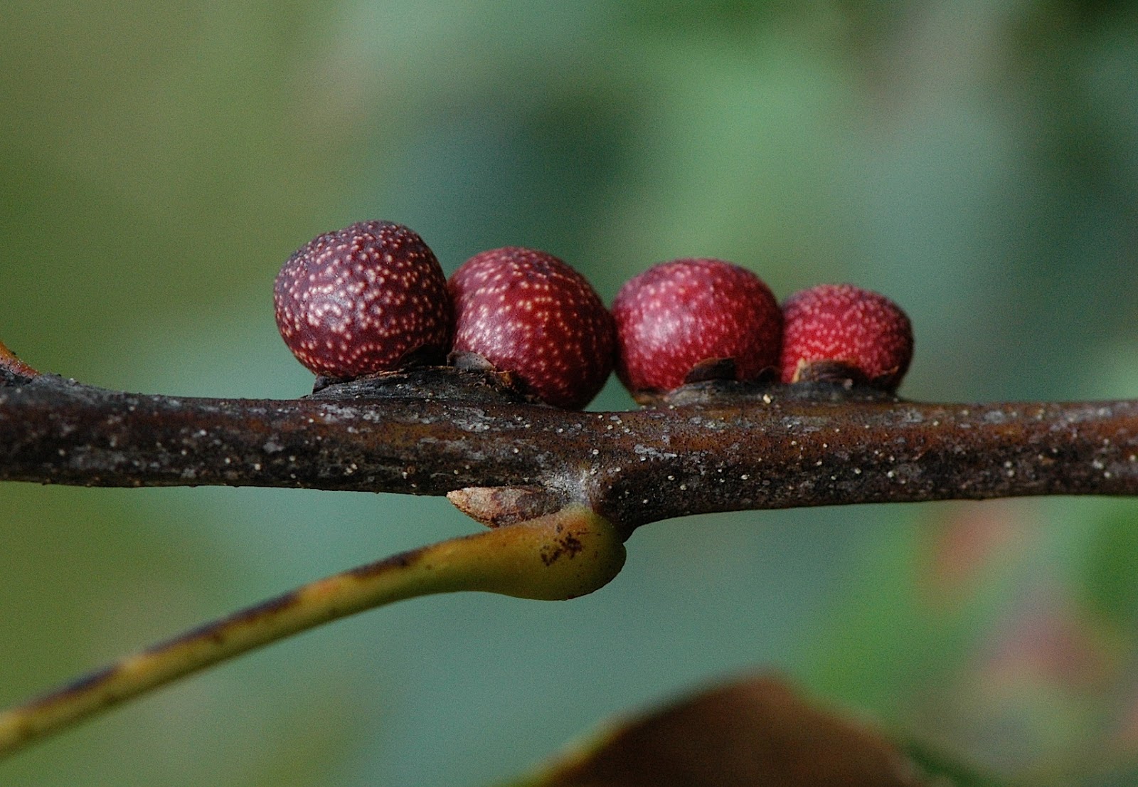 Field Biology in Southeastern Ohio Plant Galls part 2