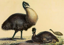 emu running fast birds neko random despite sprint runners emus 50kmh cannot however fly being pretty were