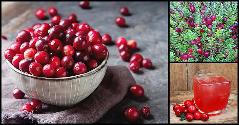Amazing Benefits Of Cranberry Juice For Women’s Health - Dr. Farrah MD
