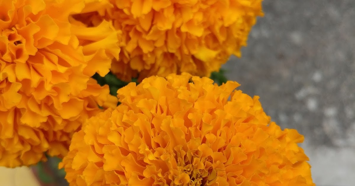 Common Flowers Found in Nepal