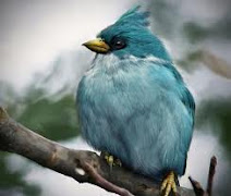 Agry Bird Blue