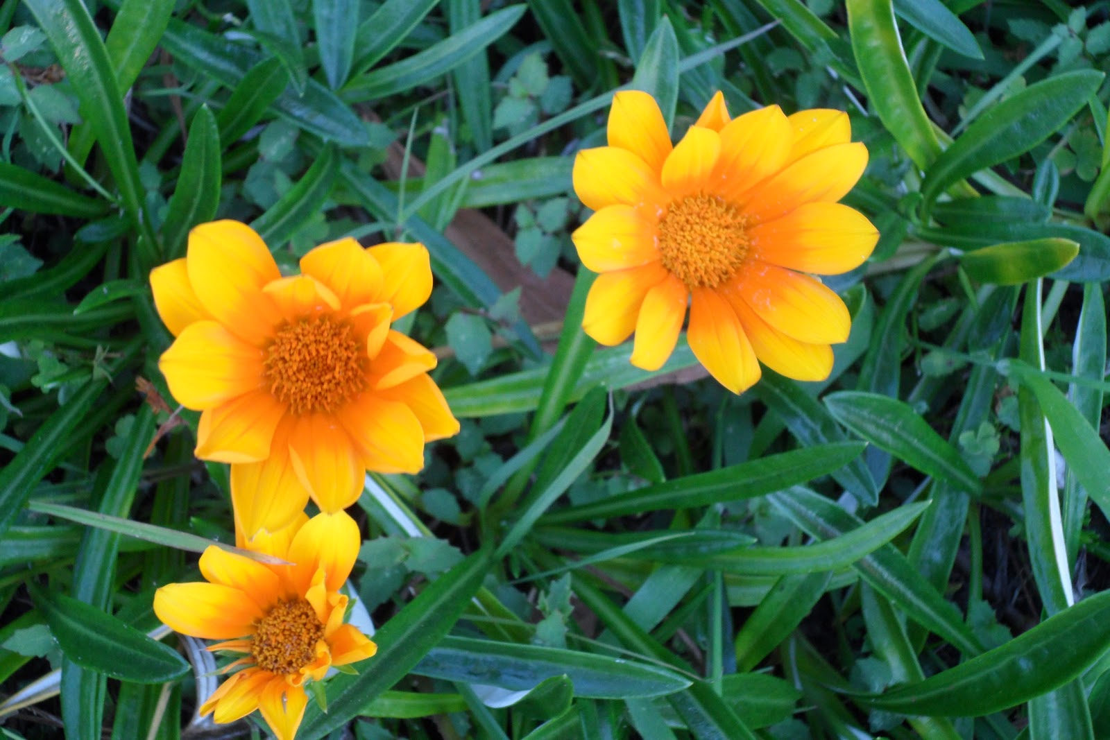 From On top of the Hill THE YELLOW PAGES gamma