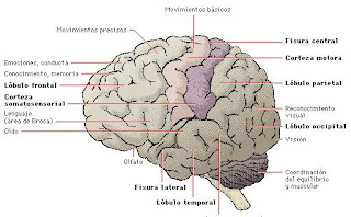 Funciones de la corteza cerebral
