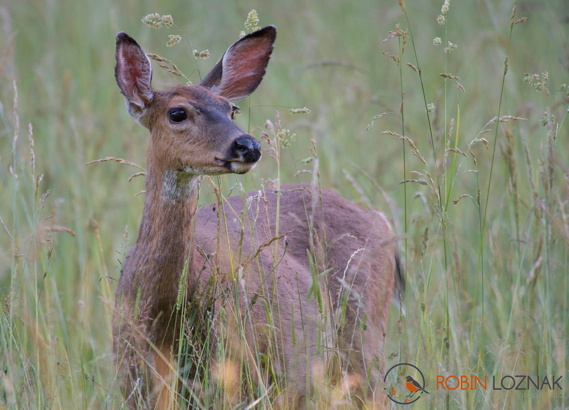 Robin Loznak Photography Doe a deer