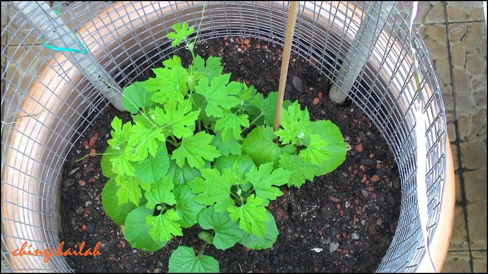 Simple Living In Nancy Growing Wild Bitter Gourd & Its Medicinal Uses