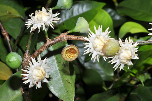 Fruit Warehouse: Bolwarra ( Eupomatia laurina )